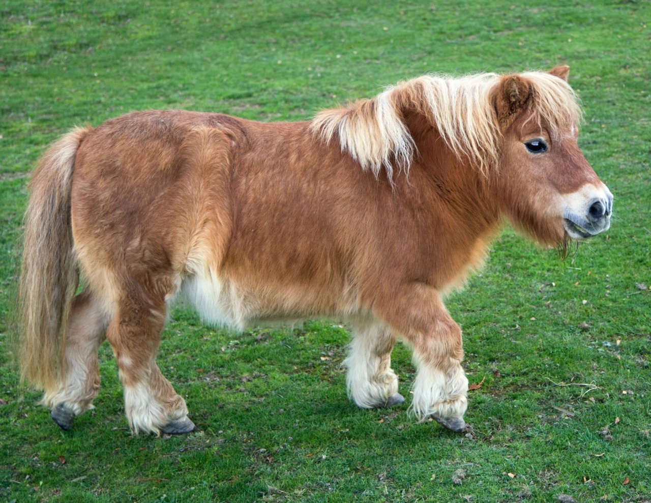 Inchiesta su pony trasportati in auto sul traghetto per Ischia
