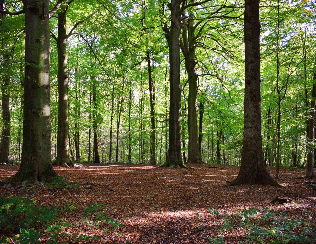 Presentato il progetto della nuova casa ecologica nel bosco