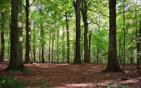 Presentato il progetto della nuova casa ecologica nel bosco