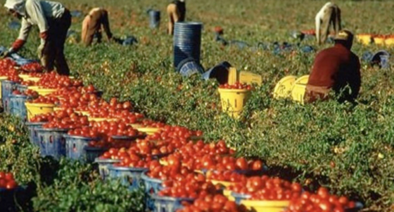 Arrestati due imprenditori per sfruttamento di braccianti in Campania