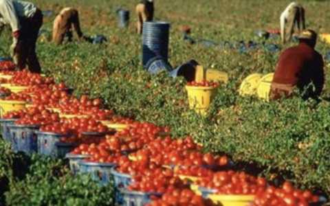 Arrestati due imprenditori per sfruttamento di braccianti in Campania