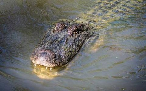 Coccodrillo avvistato nel lago di Masiano, esperto francese in azione