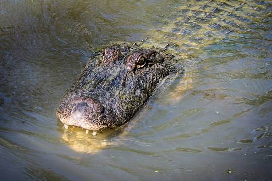 Coccodrillo avvistato nel lago di Masiano, esperto francese in azione