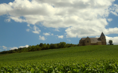 In Champagne la vendemmia scatta con un anticipo senza precedenti