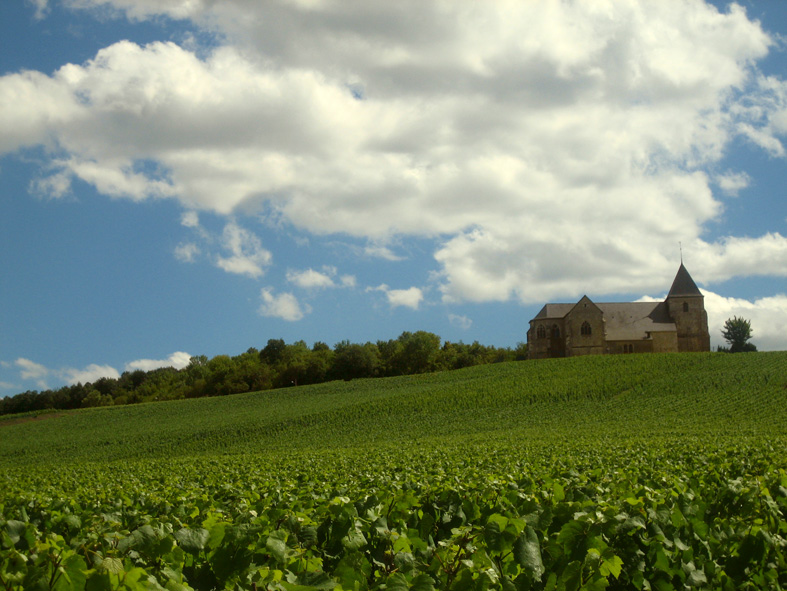 In Champagne la vendemmia scatta con un anticipo senza precedenti