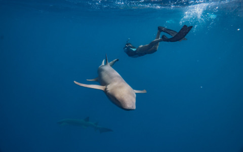 Sub liberano due squali intrappolati alle Maldive