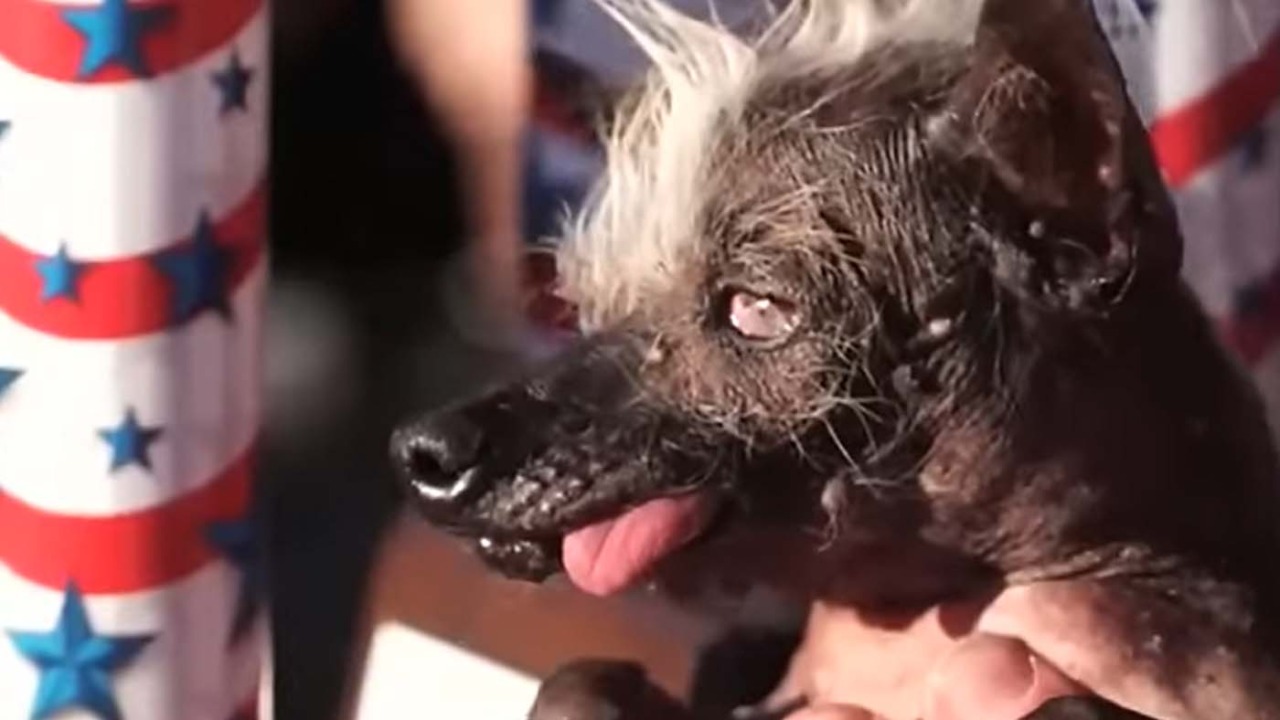 California ospita nuovamente la gara per il cane meno bello