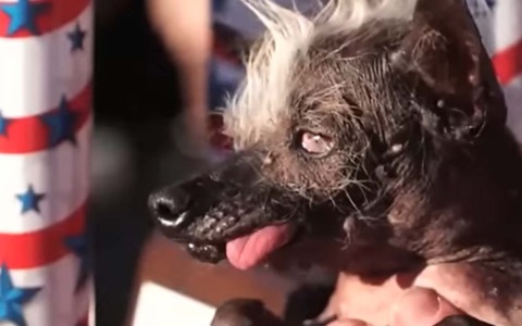 California ospita nuovamente la gara per il cane meno bello