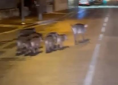 Cinghiali in strada a Torri del Benaco: avvistati sei cuccioli