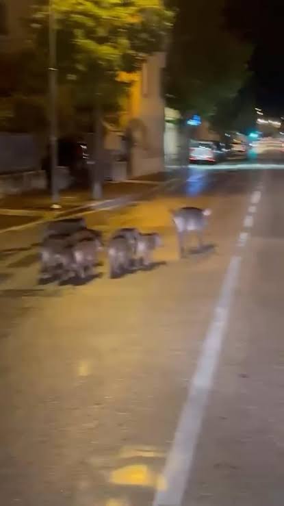 Cinghiali in strada a Torri del Benaco: avvistati sei cuccioli