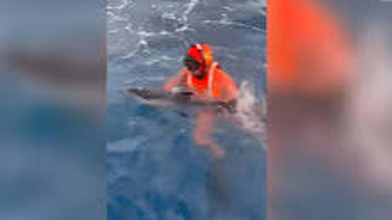 Cucciolo di delfino salvato a Terrasini dalla Guardia Costiera