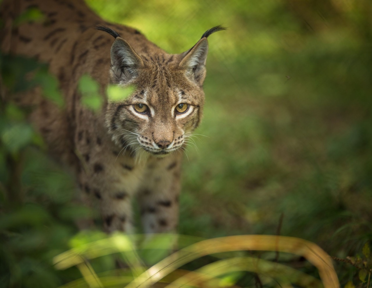 Raro avvistamento di una lince in Cina
