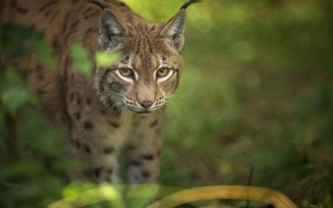 Raro avvistamento di una lince in Cina