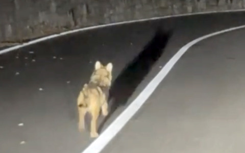 Cucciolo di lupo in fuga sull’Altopiano di Asiago