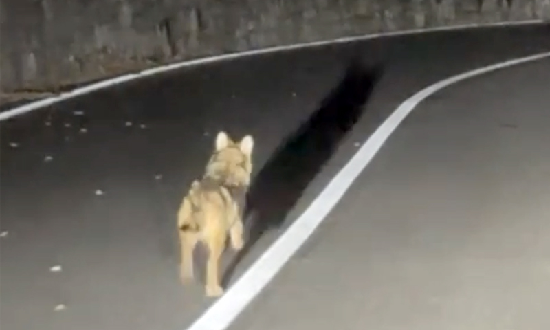 Cucciolo di lupo in fuga sull’Altopiano di Asiago