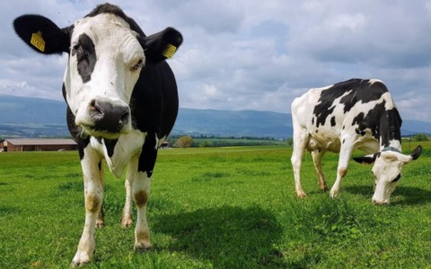Macellaio ferito da una mucca in un macello del Lodigiano