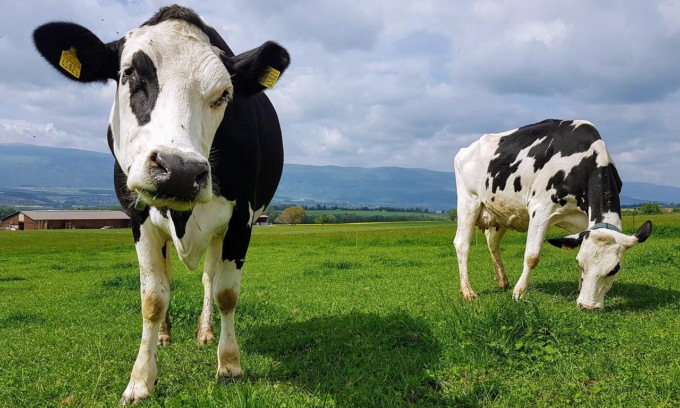 Macellaio ferito da una mucca in un macello del Lodigiano