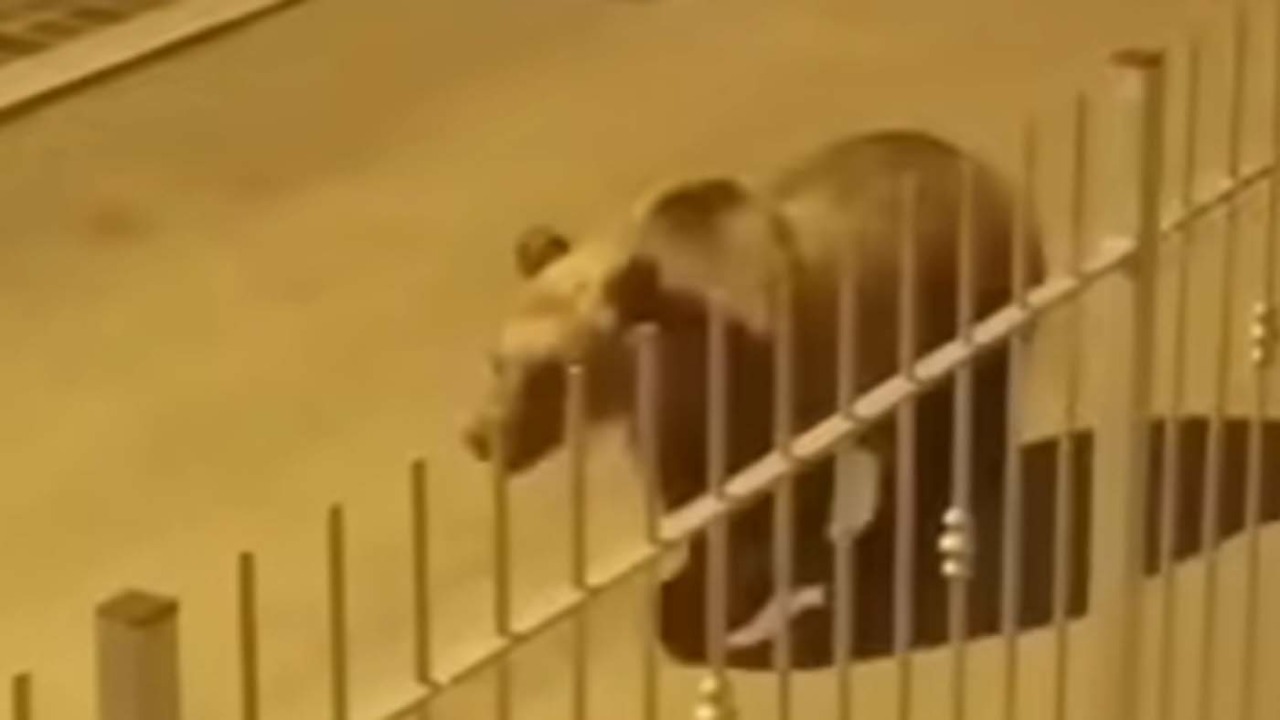 Orso tra le case di Roccaraso, il saluto di un bambino