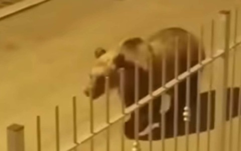 Orso tra le case di Roccaraso, il saluto di un bambino