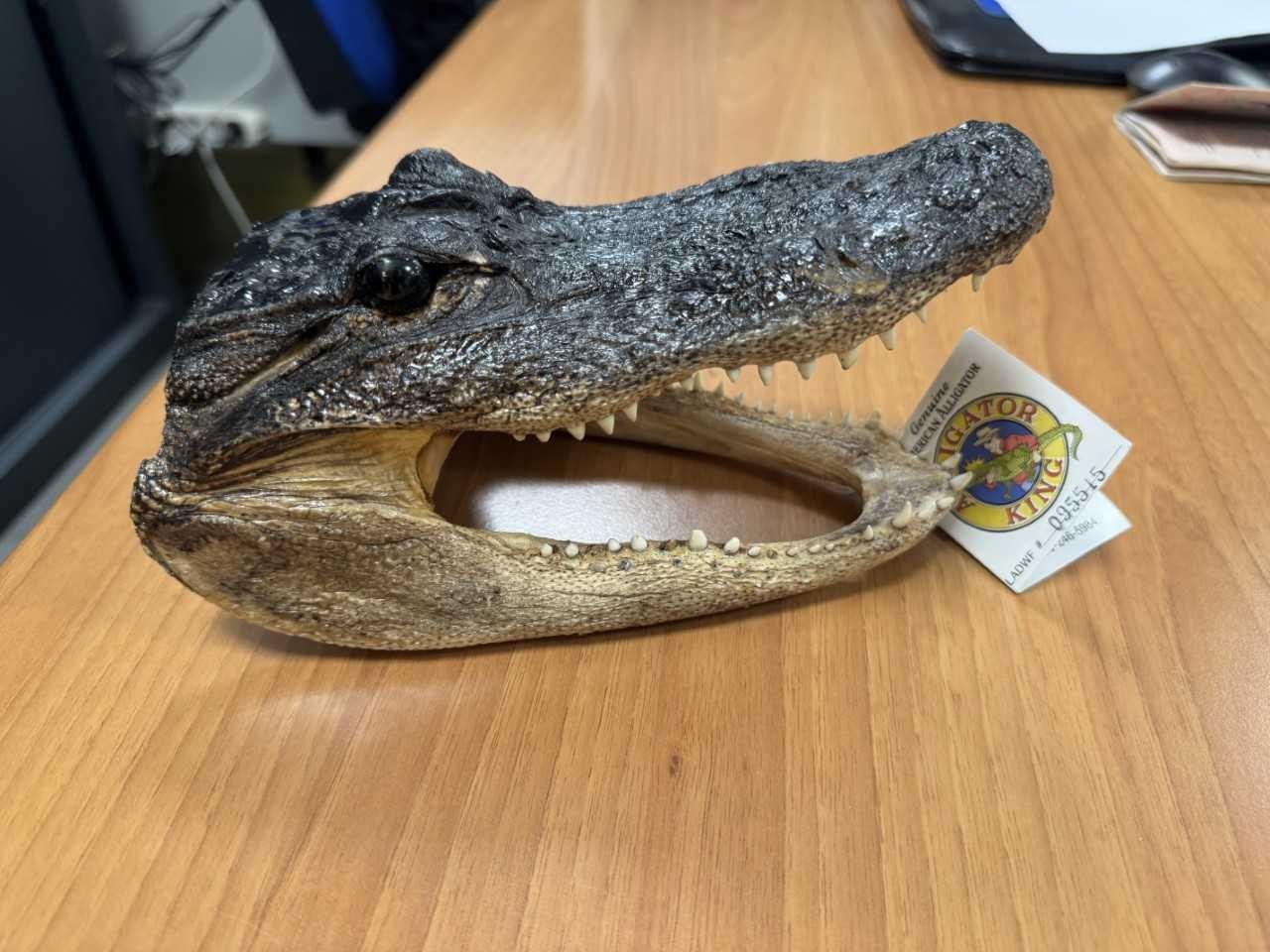 Sequestrata a Caselle una testa di coccodrillo in valigia