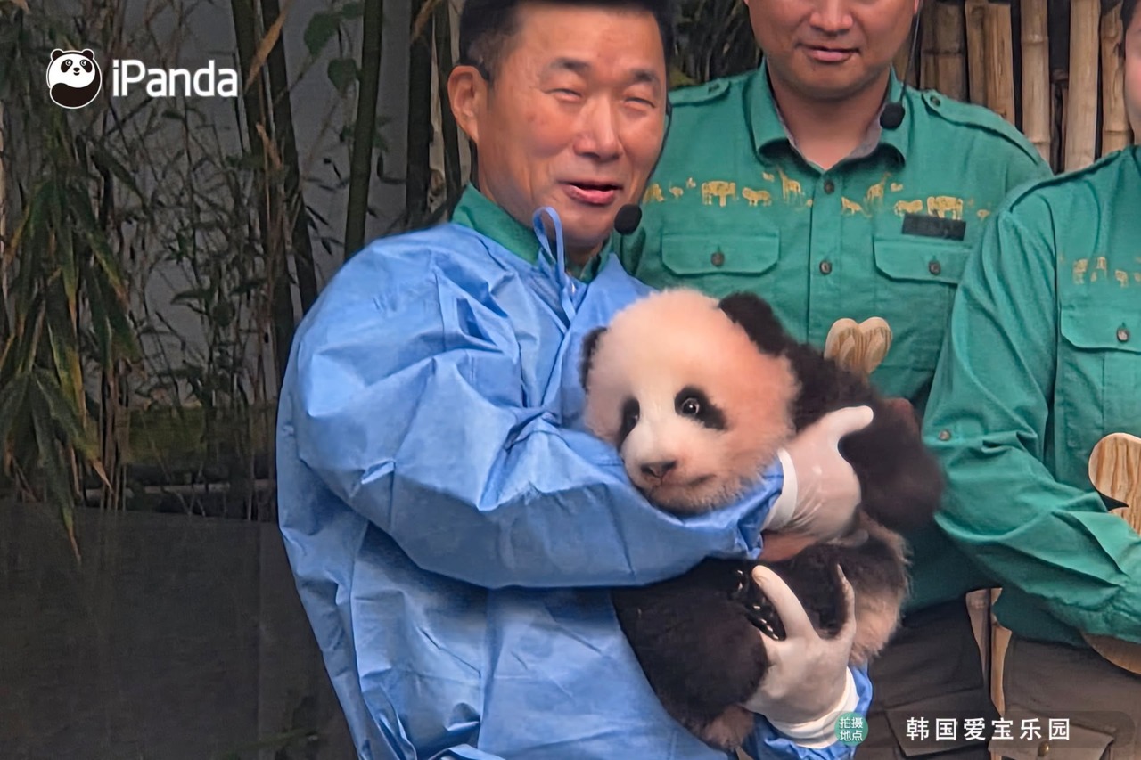 Shu Bao è il nome della cucciola di panda nata in Corea