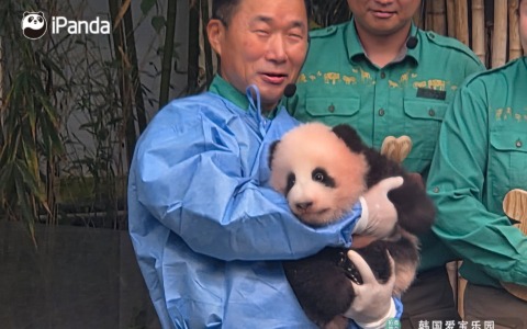 Shu Bao è il nome della cucciola di panda nata in Corea