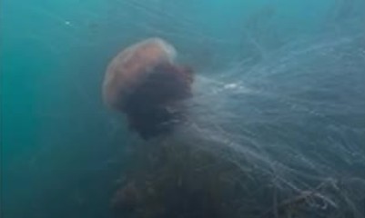 Avvistata in Galles una medusa criniera di leone gigante