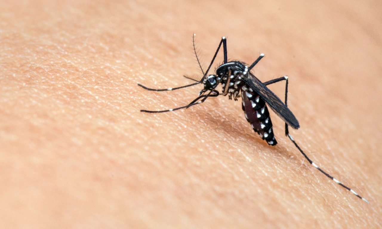 West Nile, quarto decesso nel 2026 in provincia di Oristano