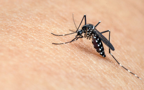 West Nile, quarto decesso nel 2026 in provincia di Oristano