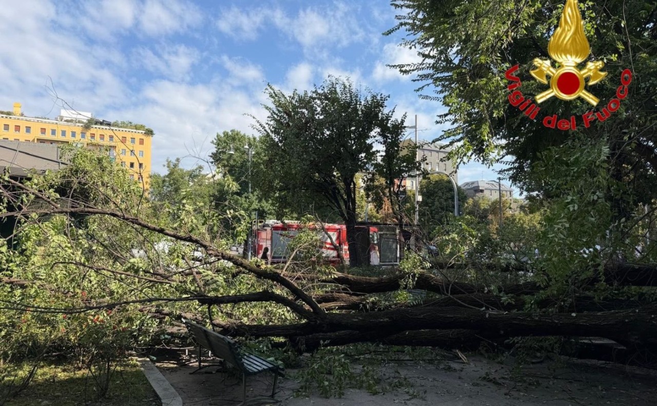Albero sradicato a Milano, tre passanti feriti