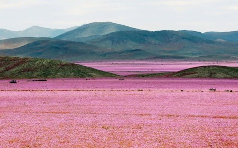 Piogge da record trasformano l’Atacama in un tappeto di fiori