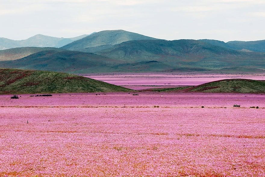 Piogge da record trasformano l’Atacama in un tappeto di fiori