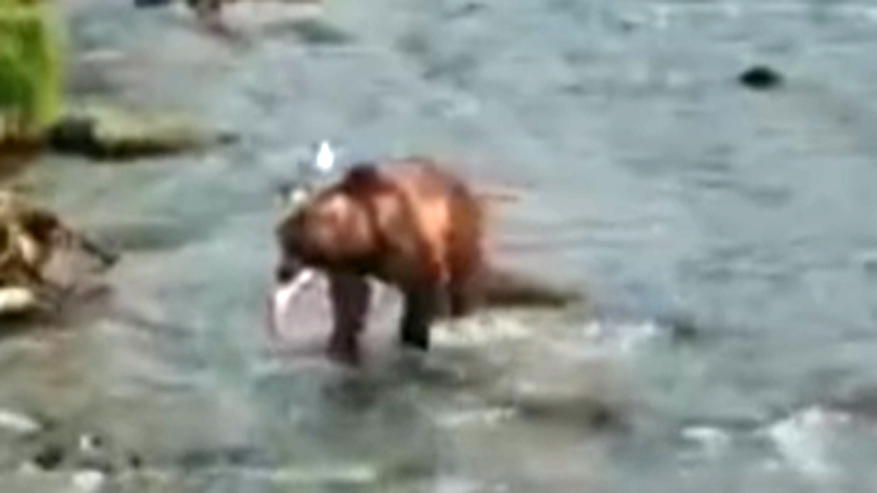 Backpack è l’orso più grasso dell’Alaska