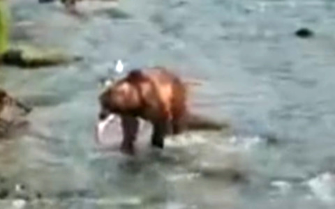 Backpack è l’orso più grasso dell’Alaska