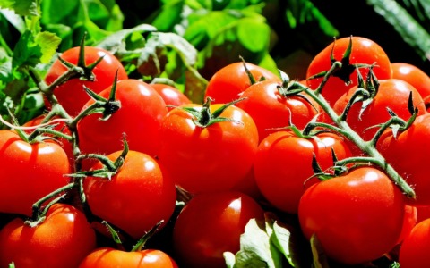 Tutelare l’oro rosso: la proposta di Meritocrazia Italia per il settore