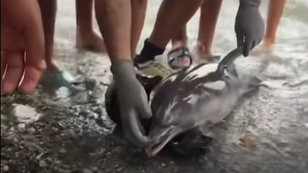 Cucciolo di delfino ucciso sulla spiaggia di Ceuta