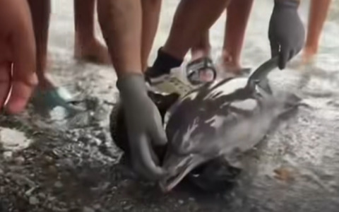 Cucciolo di delfino ucciso sulla spiaggia di Ceuta