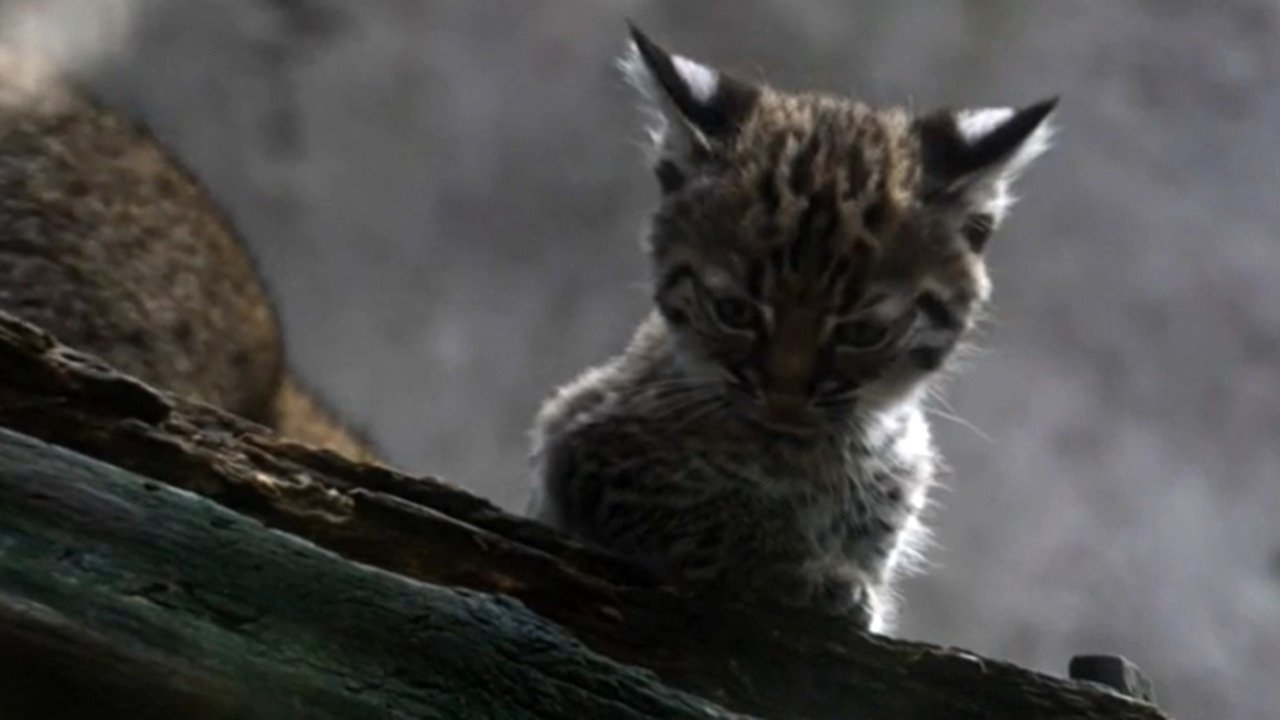 Cucciolo di lince rossa debutta allo zoo di Città del Messico