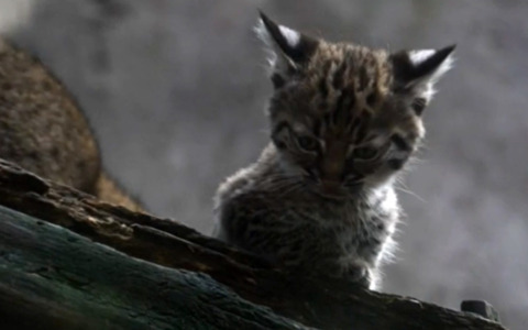Cucciolo di lince rossa debutta allo zoo di Città del Messico
