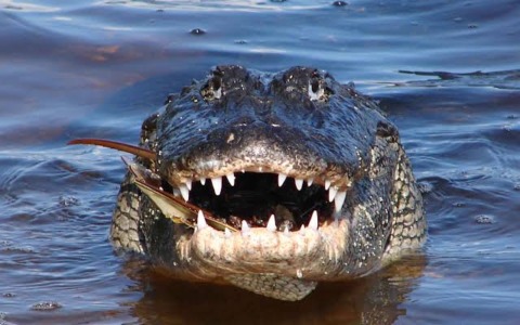 Alligatore aggredisce e uccide un 71enne in Florida